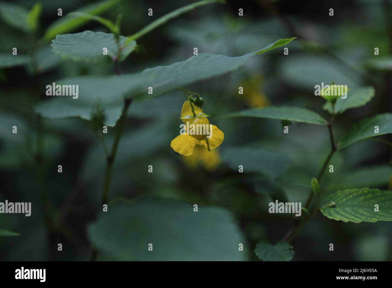Un balsamo fiorito (Impatiens noli-tangere) nel bosco, con sfondo sfocato Foto Stock