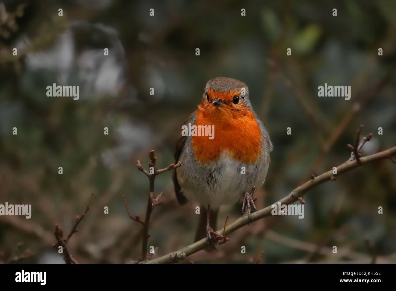 Un primo piano di un robin europeo arroccato su un ramo di albero Foto Stock Un primo piano di un robin europeo arroccato su un ramo di albero Foto Stock