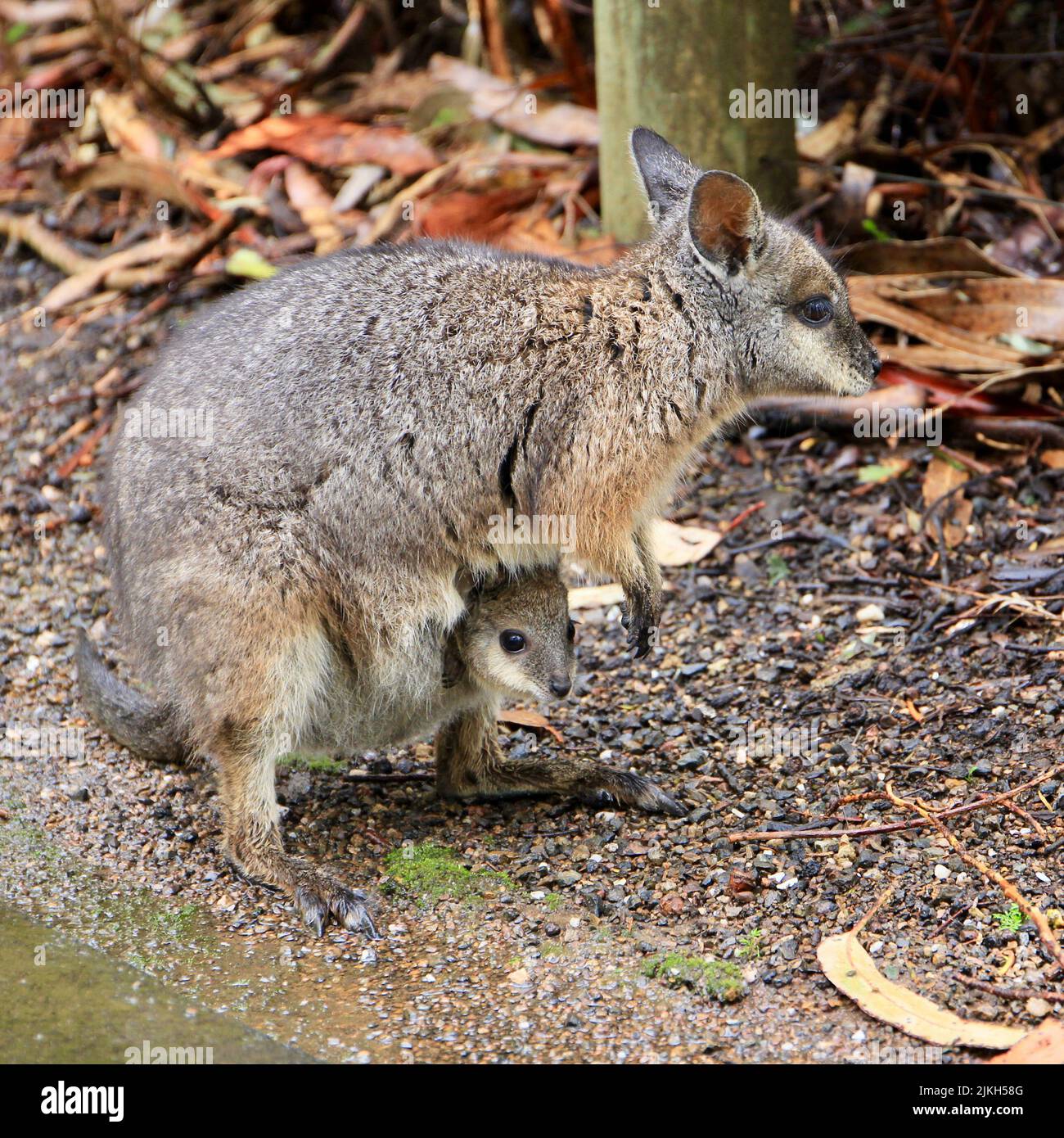 Un wallaby australiano che trasporta un bambino nella sua custodia Foto Stock