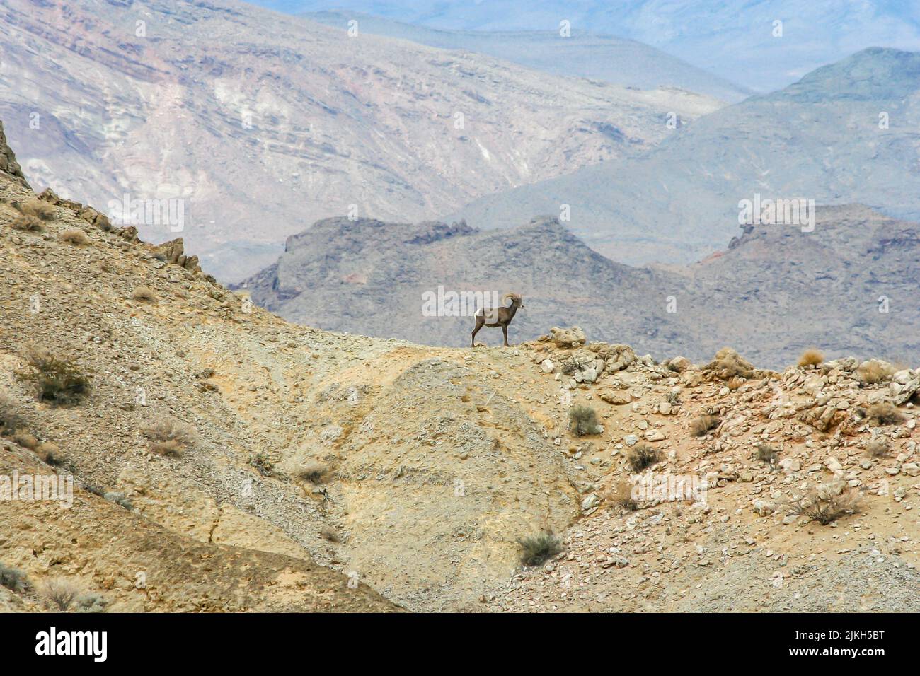 Una Sierra Nevada abbarbica pecore in un deserto in una giornata di sole in Nevada Foto Stock