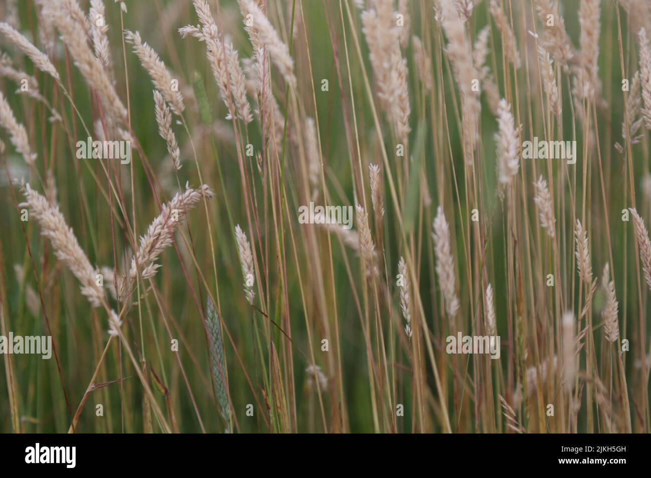 Primo piano di Imperata fiori cilindrici ondulati, erbacce perenni Foto Stock