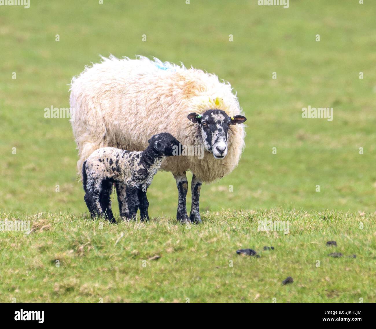 Una pecora Lonk con un nuovo nato carino agnello su un prato verde Foto Stock