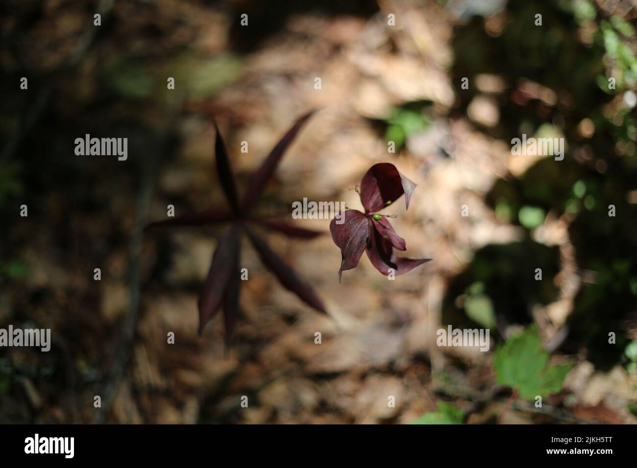 Un fuoco selettivo sparato di una pianta viola profonda di Ipomoea dolce Caroline sotto la luce del sole Foto Stock