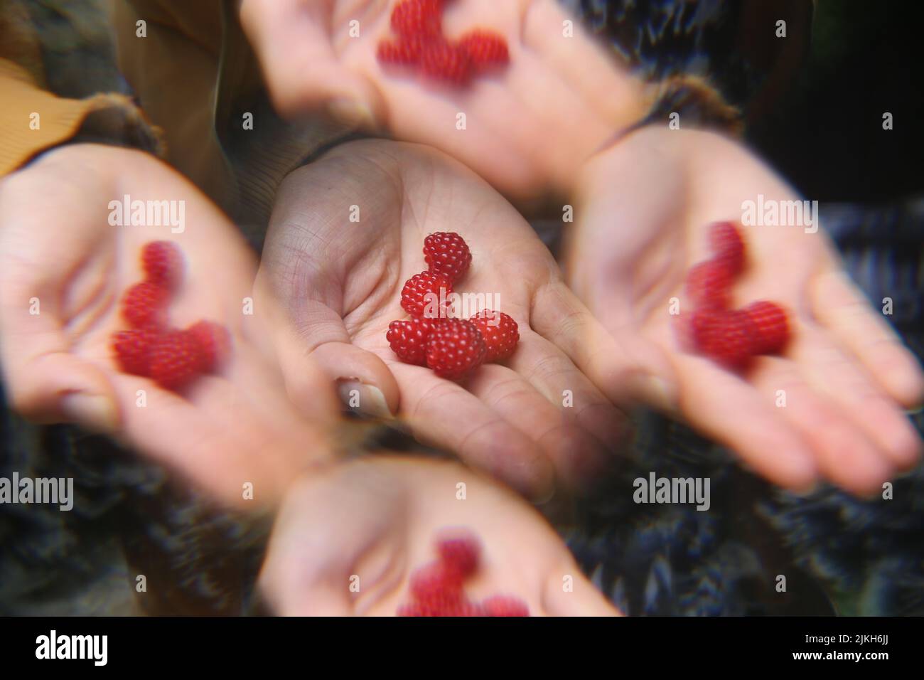 Un primo piano della palma di una persona che tiene lamponi rossi maturi. L'immagine include l'effetto filtro foto Foto Stock