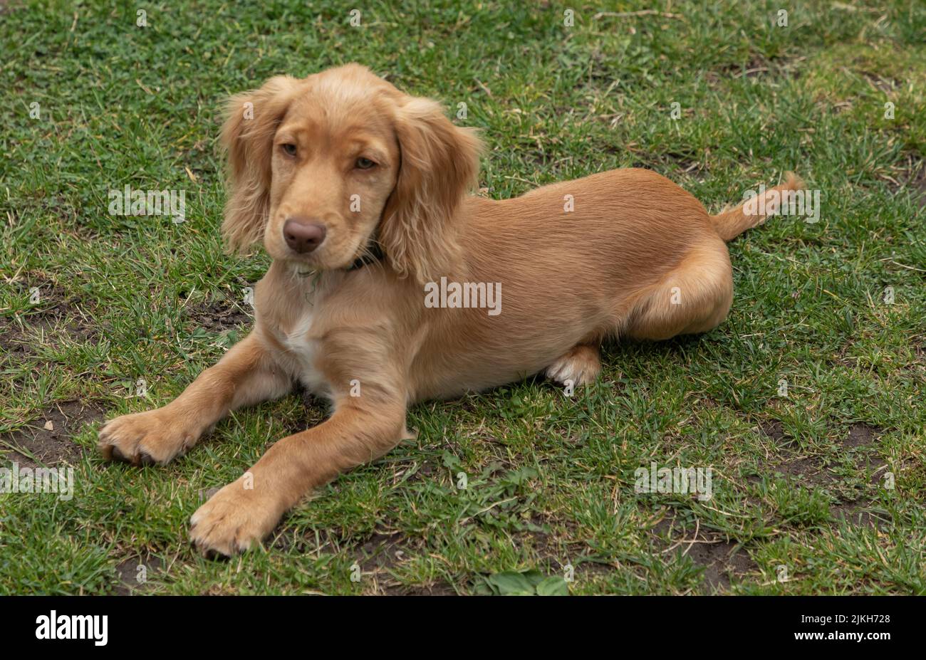 Cucciolo di spaniello color oro che si stesa sull'erba Foto Stock