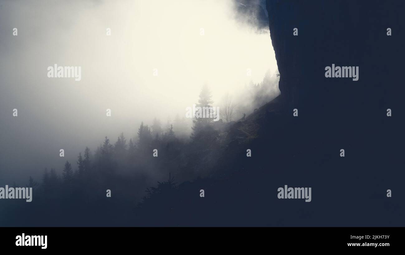 Un'inquietante foto in scala di grigi di alberi di conifere ricoperti di nebbie Foto Stock