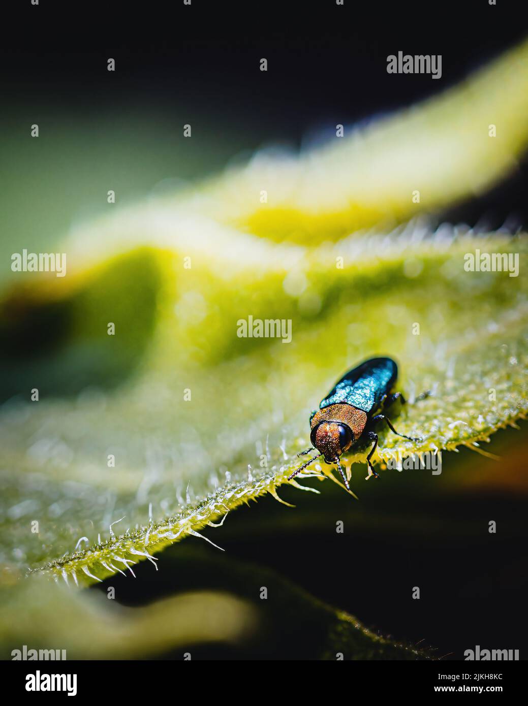 Primo piano verticale di Anthaxia nitidula in foglia verde Foto Stock