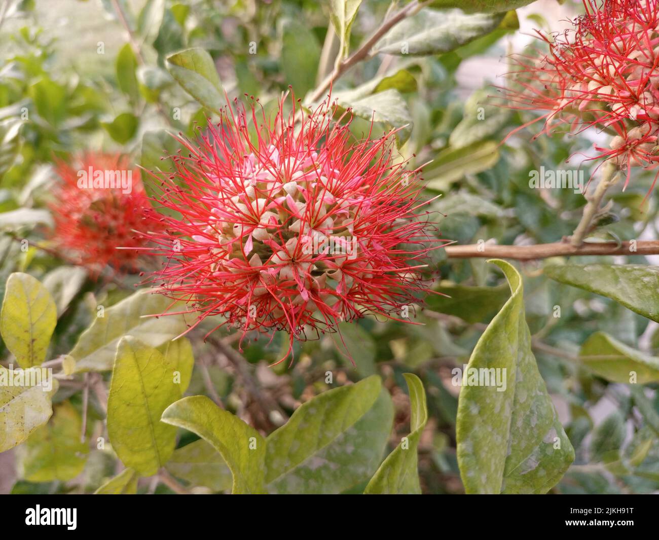 Una foto poco profonda del fiore del Combretum Constrictum Foto Stock