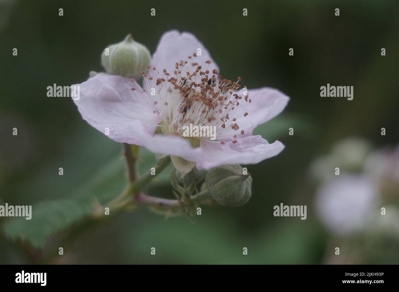 Un colpo selettivo di fuoco di resistenza sui fiori del blackberry Foto Stock