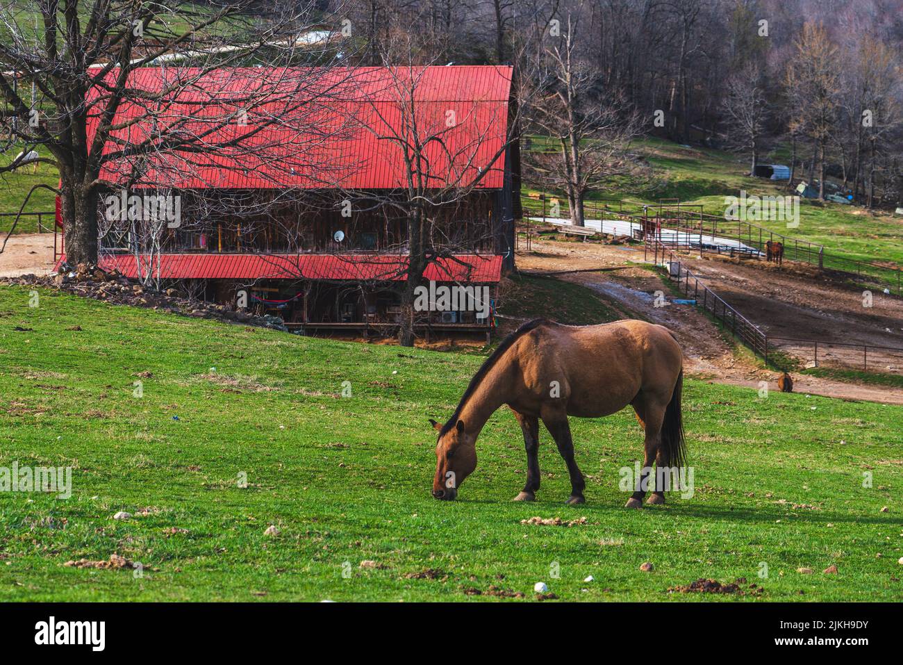 Un bel cavallo marrone nell'Horseshoe Canyon Ranch nelle Ozark Mountains, Arkansas Foto Stock
