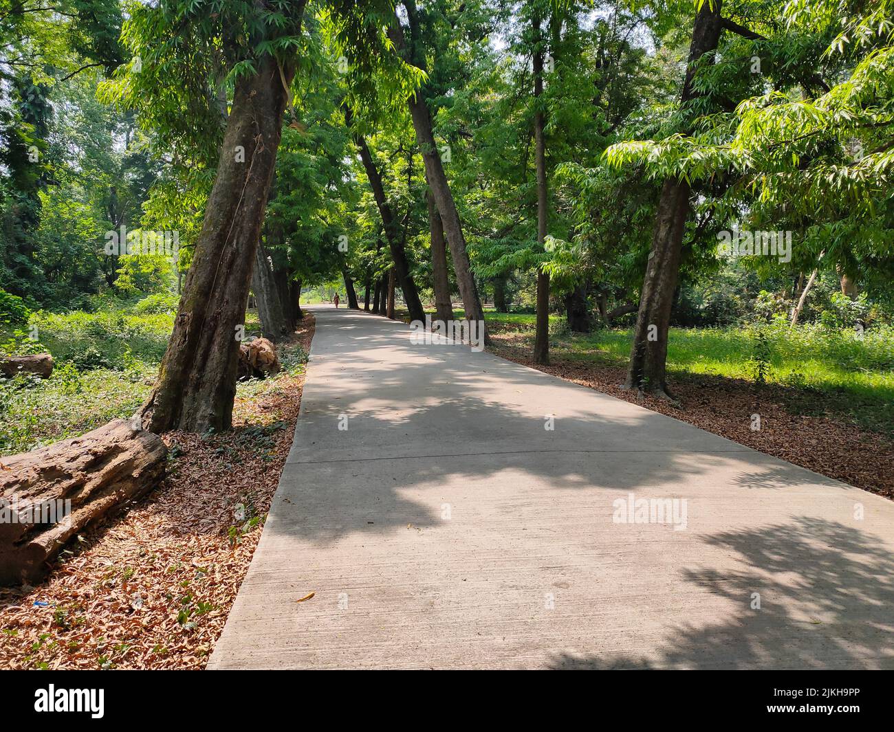 Un sentiero nel giardino botanico Kolkata in una giornata di sole Foto Stock