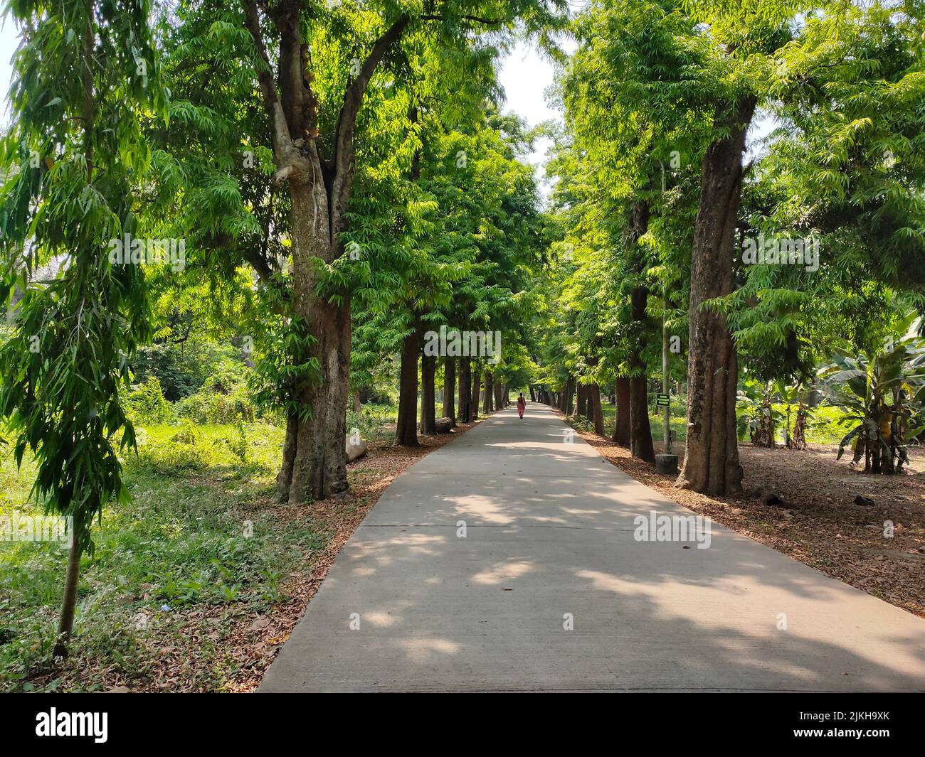 Un sentiero nel giardino botanico Kolkata in una giornata di sole Foto Stock