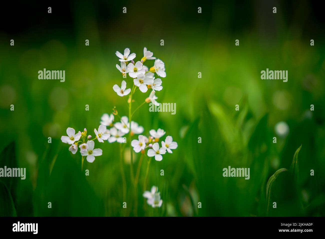 Un primo piano di piccoli fiori bianchi su sfondo verde sfocato Foto Stock