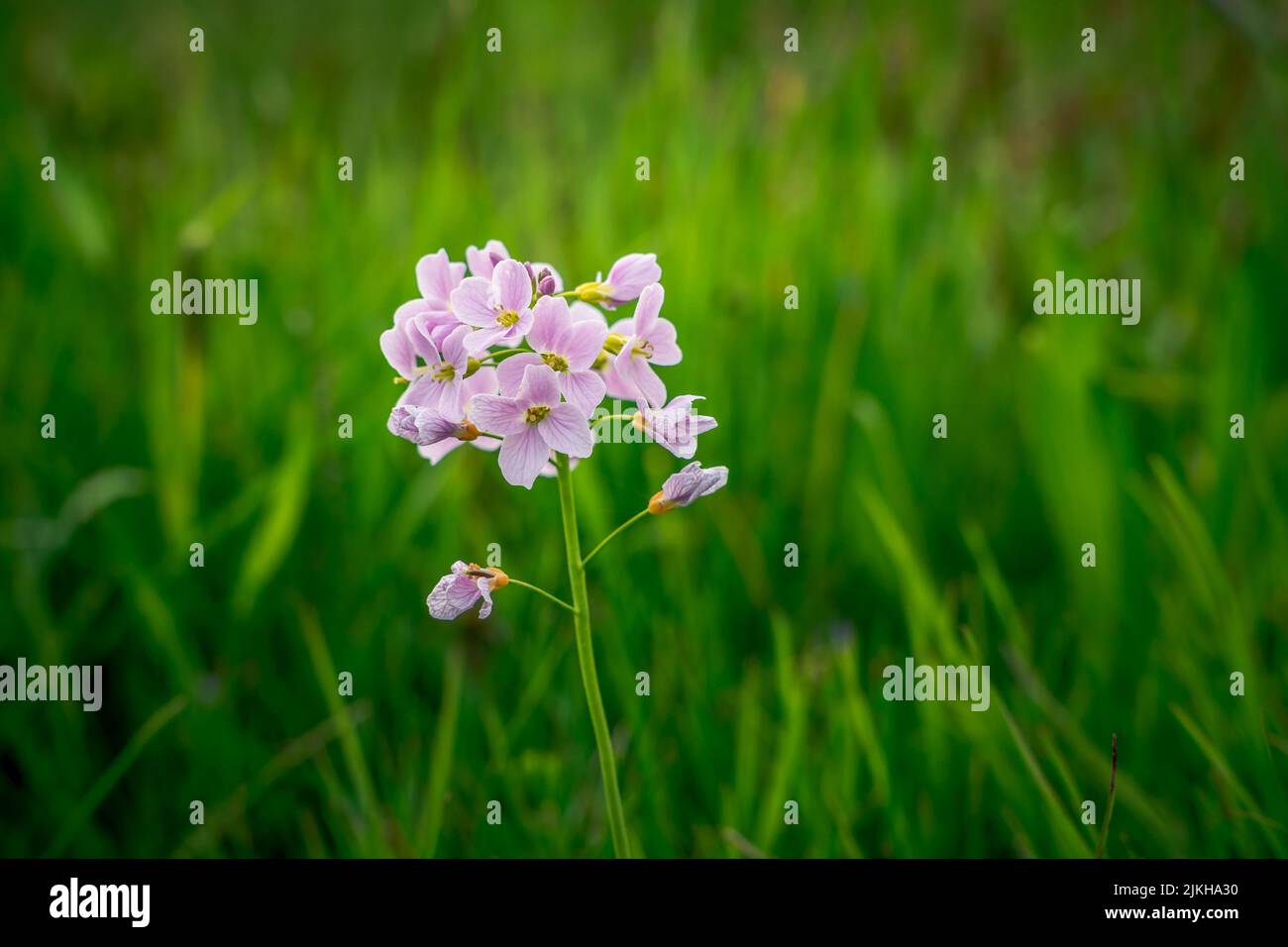 Un primo piano di piccoli fiori viola in prato verde Foto Stock