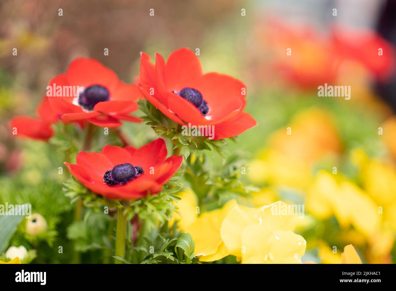 Un primo piano di fiori di anemone papavero (Anemone coronaria) alla stazione di Hachioji, Giappone Foto Stock