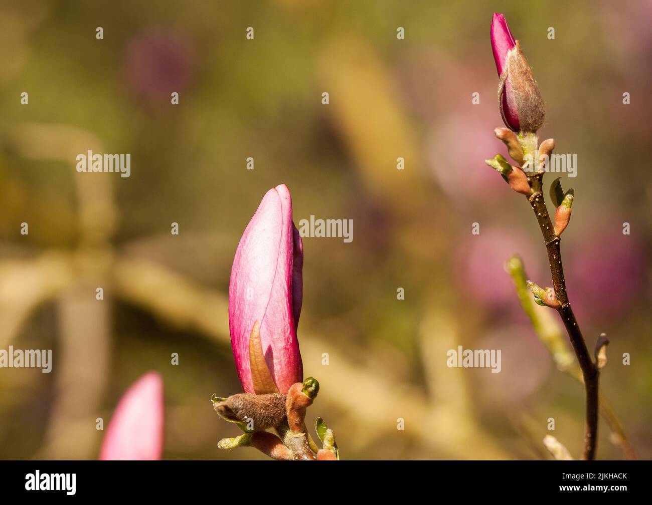 Boccioli di magnolia immagini e fotografie stock ad alta risoluzione - Alamy