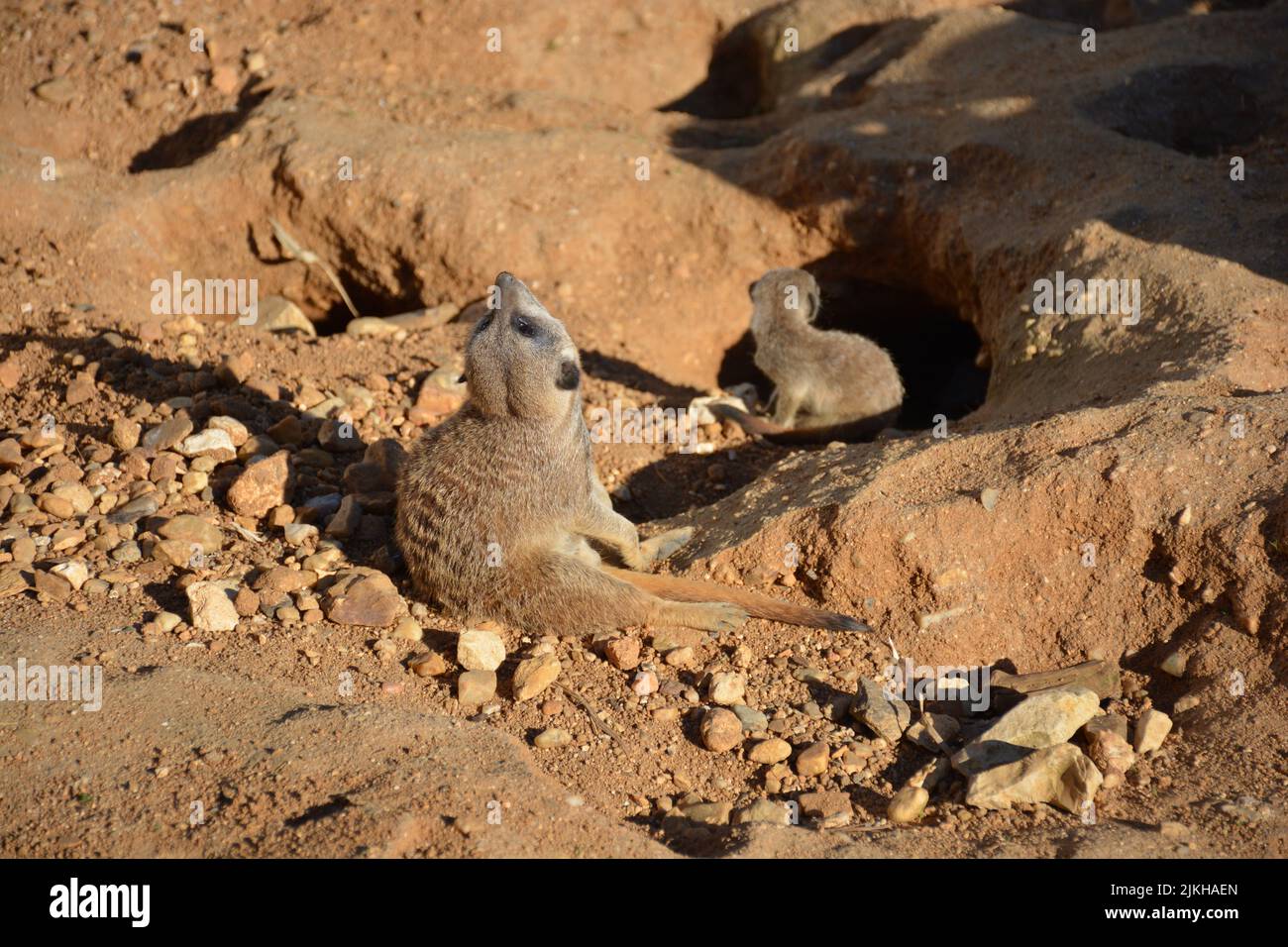 Un primo piano di piccoli meerkat seduti in un deserto Foto Stock