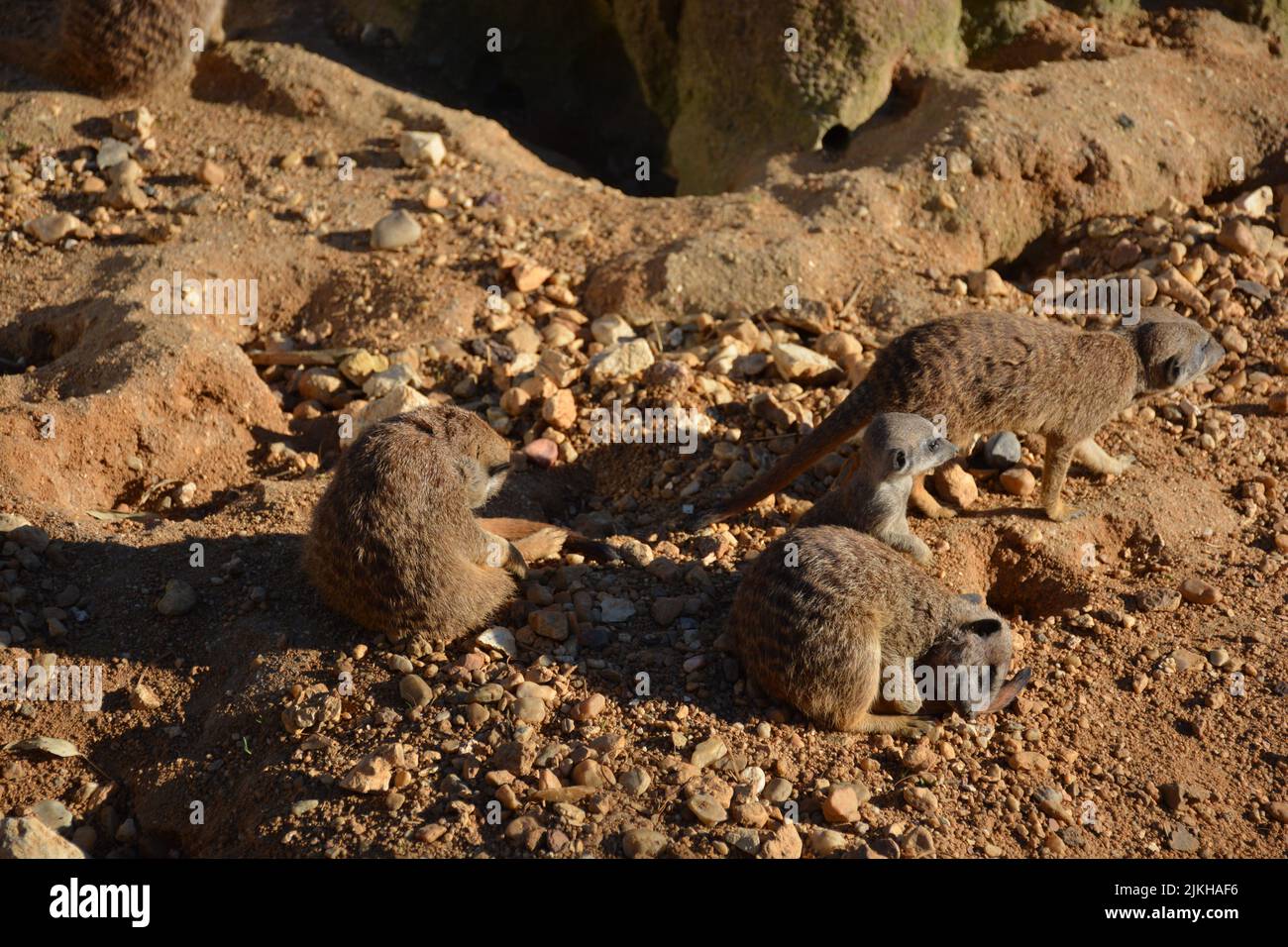 Un primo piano di piccoli meerkat che camminano in un deserto Foto Stock