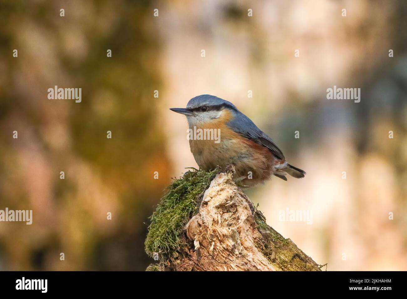 Un primo piano di un nuthatch eurasiatico seduto su un tronco d'albero mossy Foto Stock