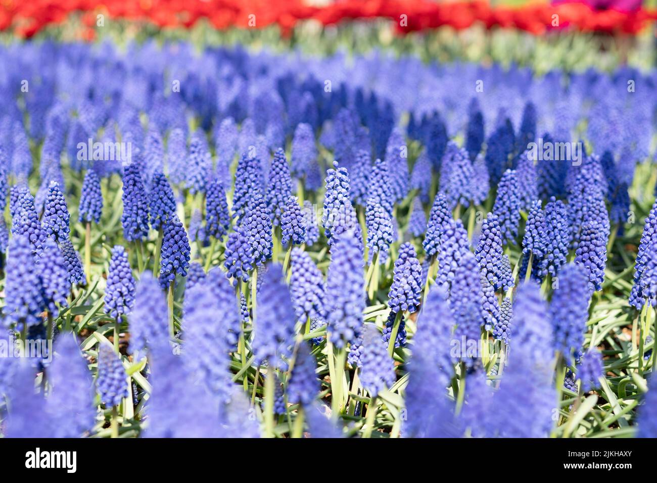Una bella foto di un giacinto di uva in una giornata di sole a Tachikawa, Giappone Foto Stock