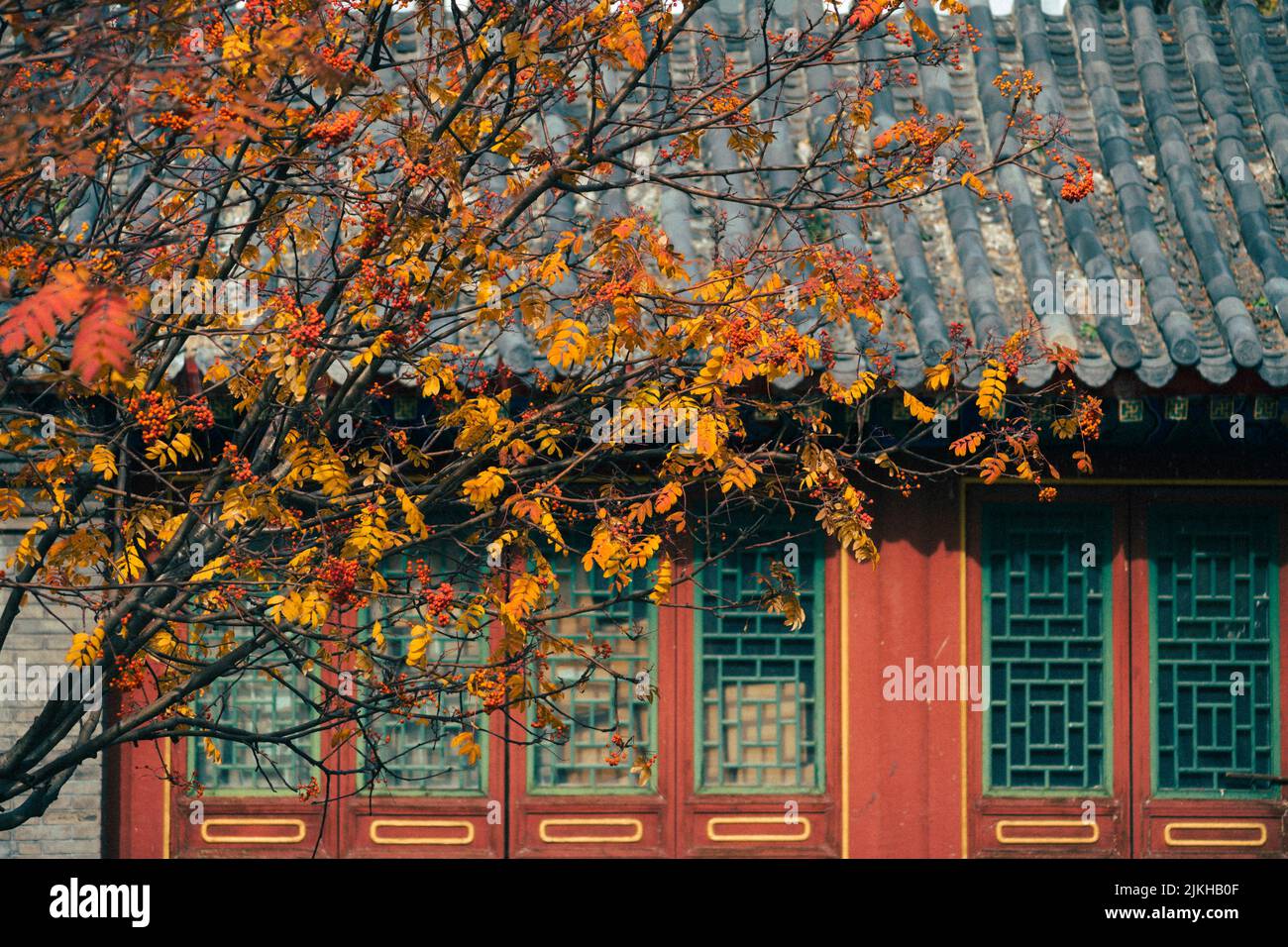 Un albero autunnale in primo piano di una vecchia casa Foto Stock