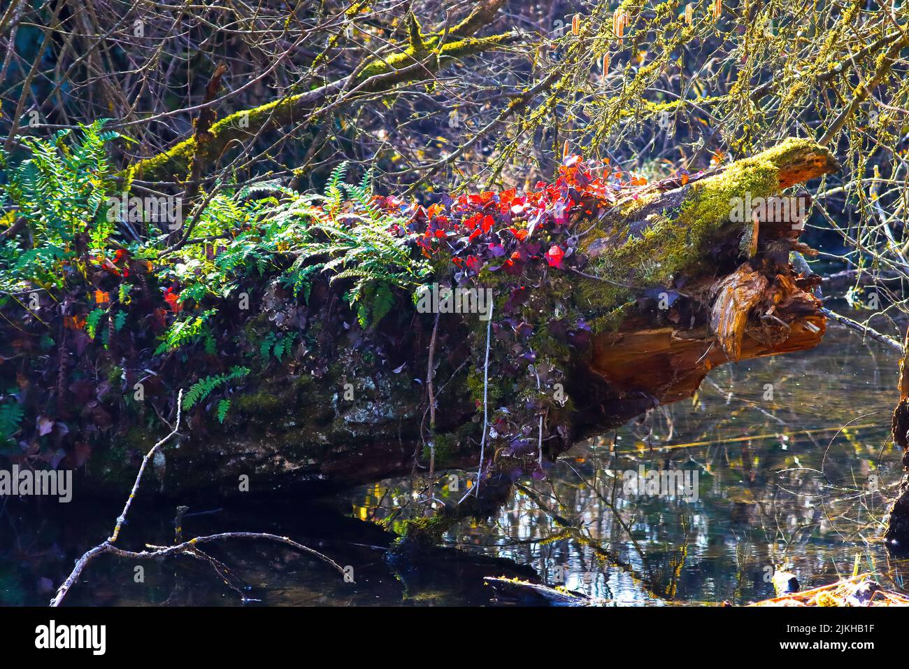 Un primo piano di diverse piante che crescono su un tronco di legno con Foto Stock