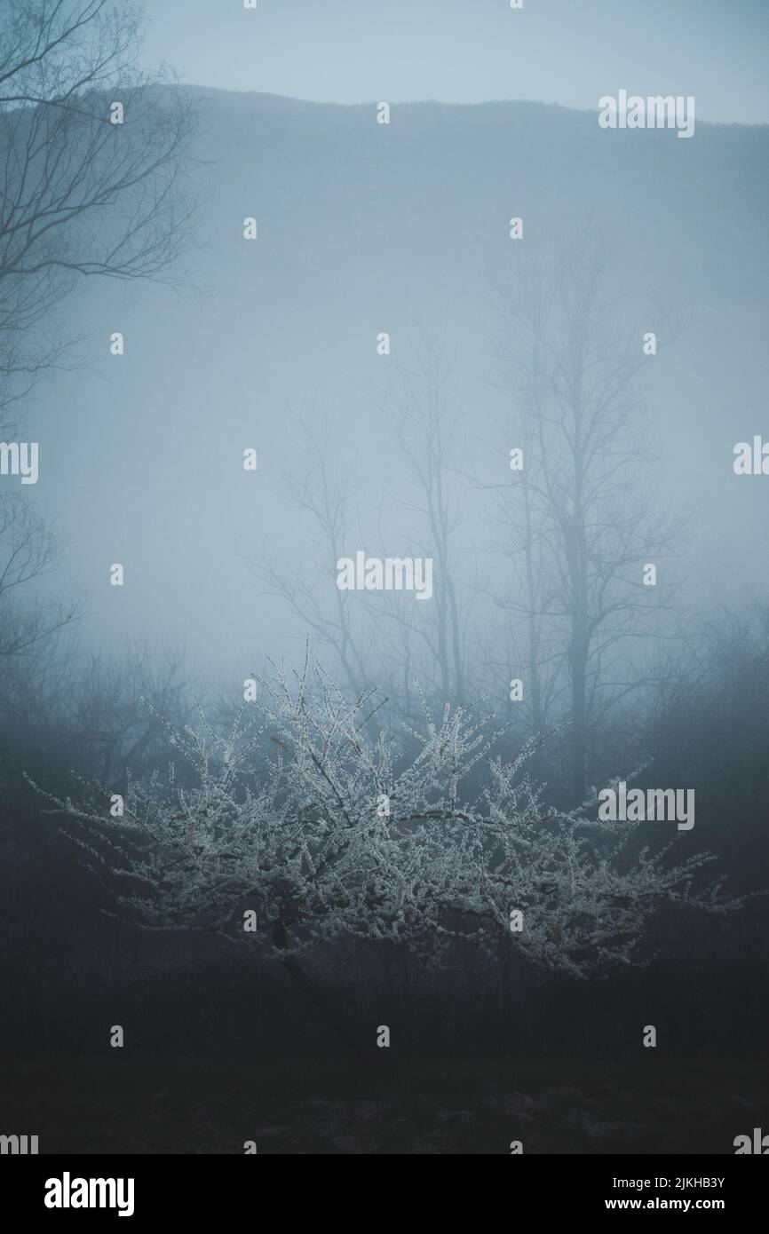 Un colpo verticale di una foresta con alberi in tempo nebboso Foto Stock