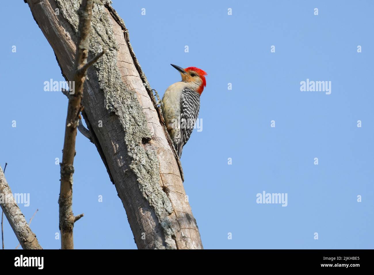 Un grande picchio macchiato arroccato su un tronco d'albero Foto Stock