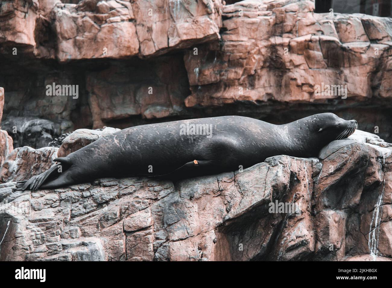 Una foca grigia che dorme su una scogliera rocciosa Foto Stock