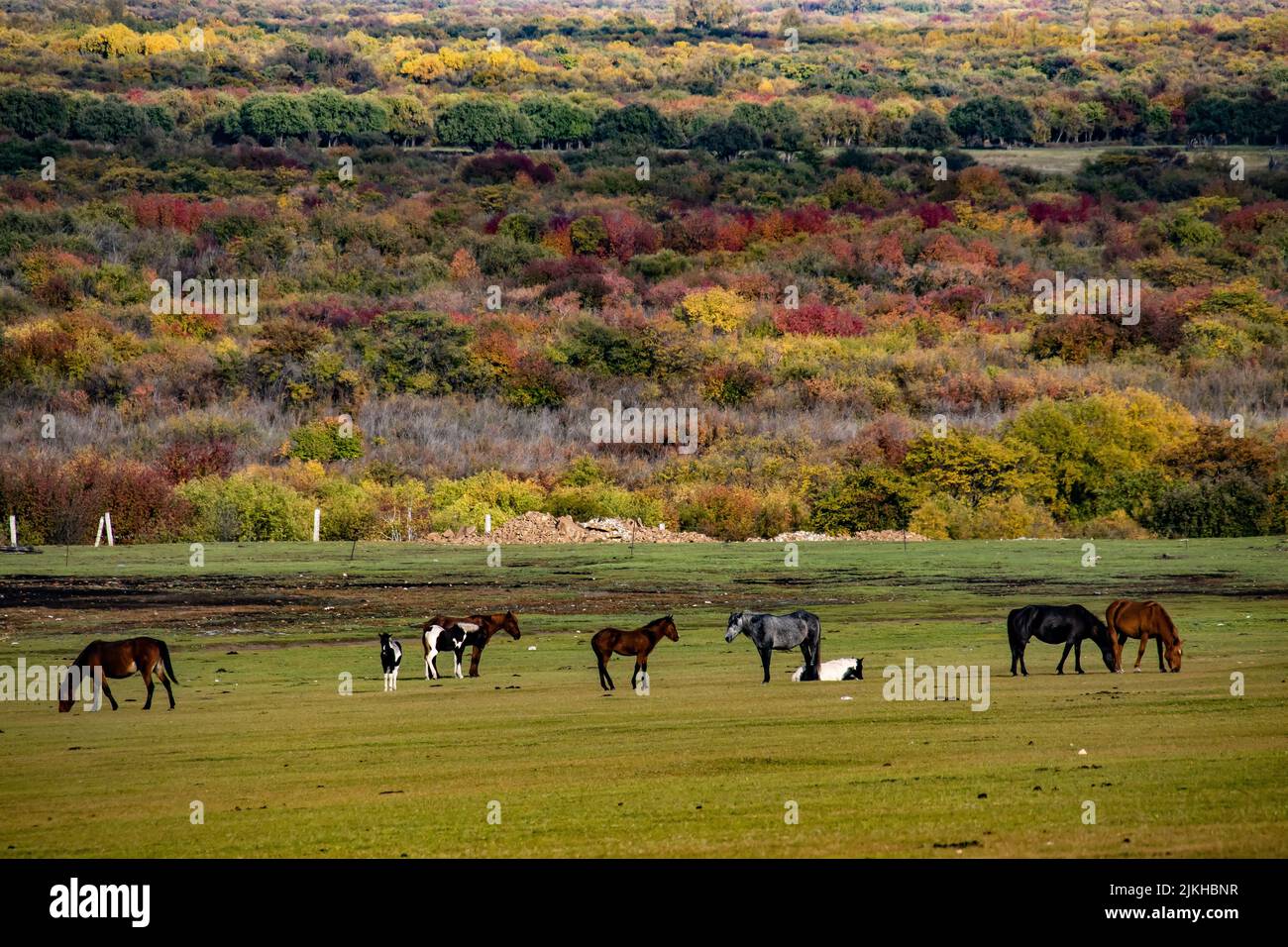 Una mandria di cavalli che pascolano in una prateria con alberi autunnali Foto Stock