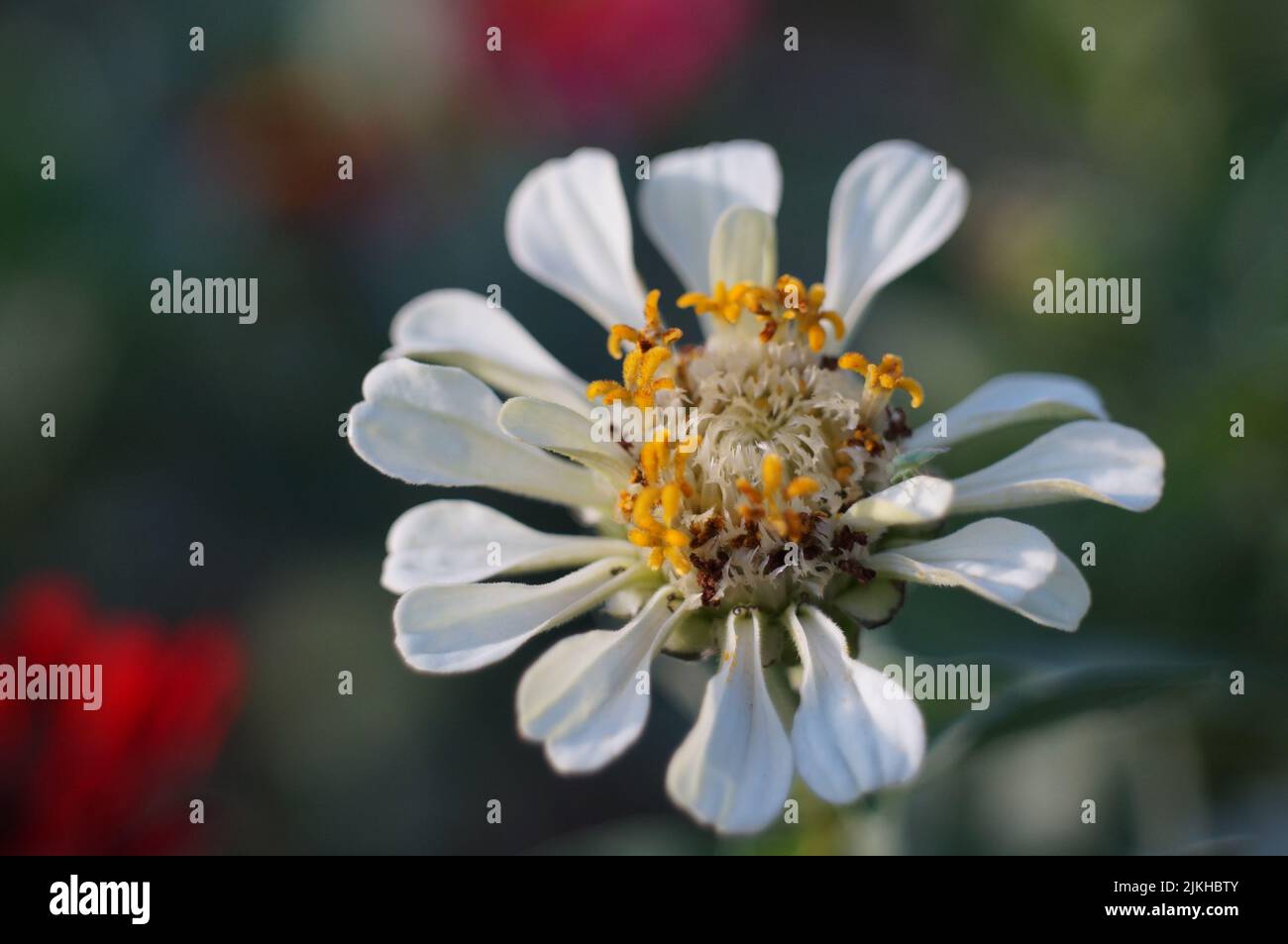 Un primo piano del fiore bianco di zinnia Foto Stock