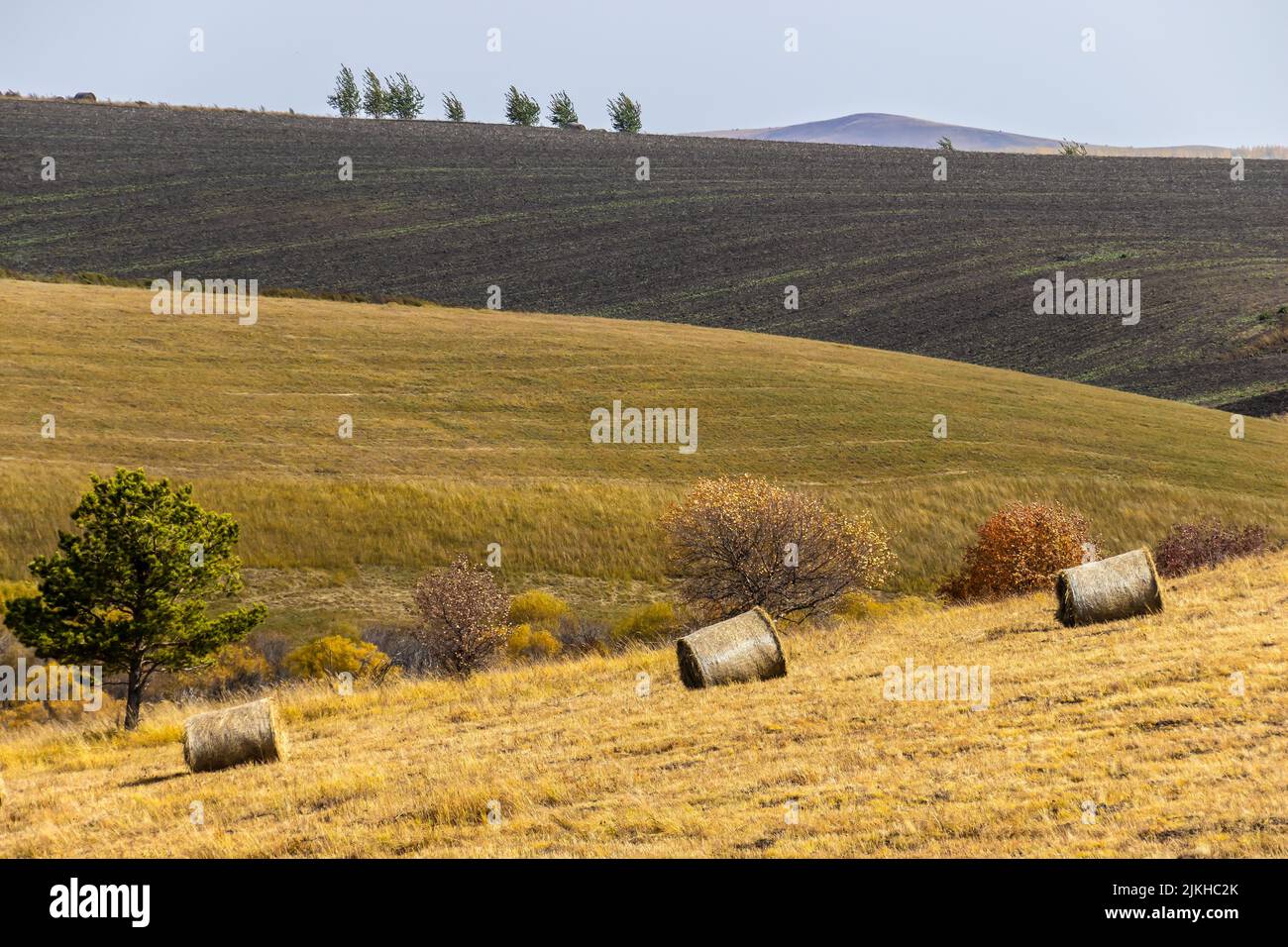 Una bella vista del Grassland Hulunbuir con rotoli di fieno sulle colline e pianure in Mongolia Foto Stock