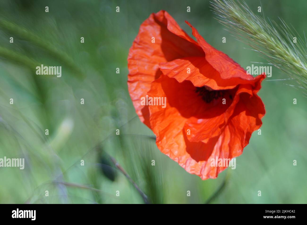 Un primo piano di un papavero rosso in una giornata di sole Foto Stock