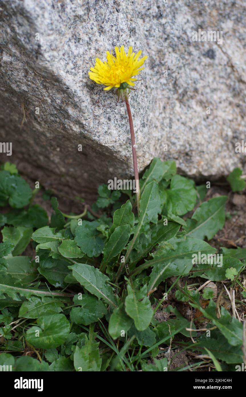 Un fiore giallo Dandelion officinalis appoggiato su una roccia Foto Stock