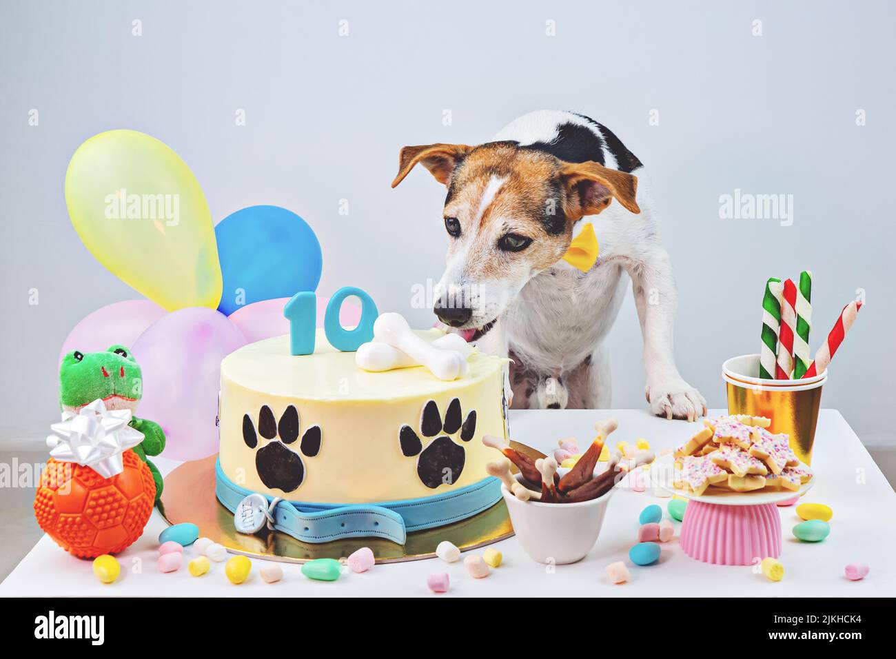 Torte per cani: come festeggiare in dolcezza gli anni di Fido