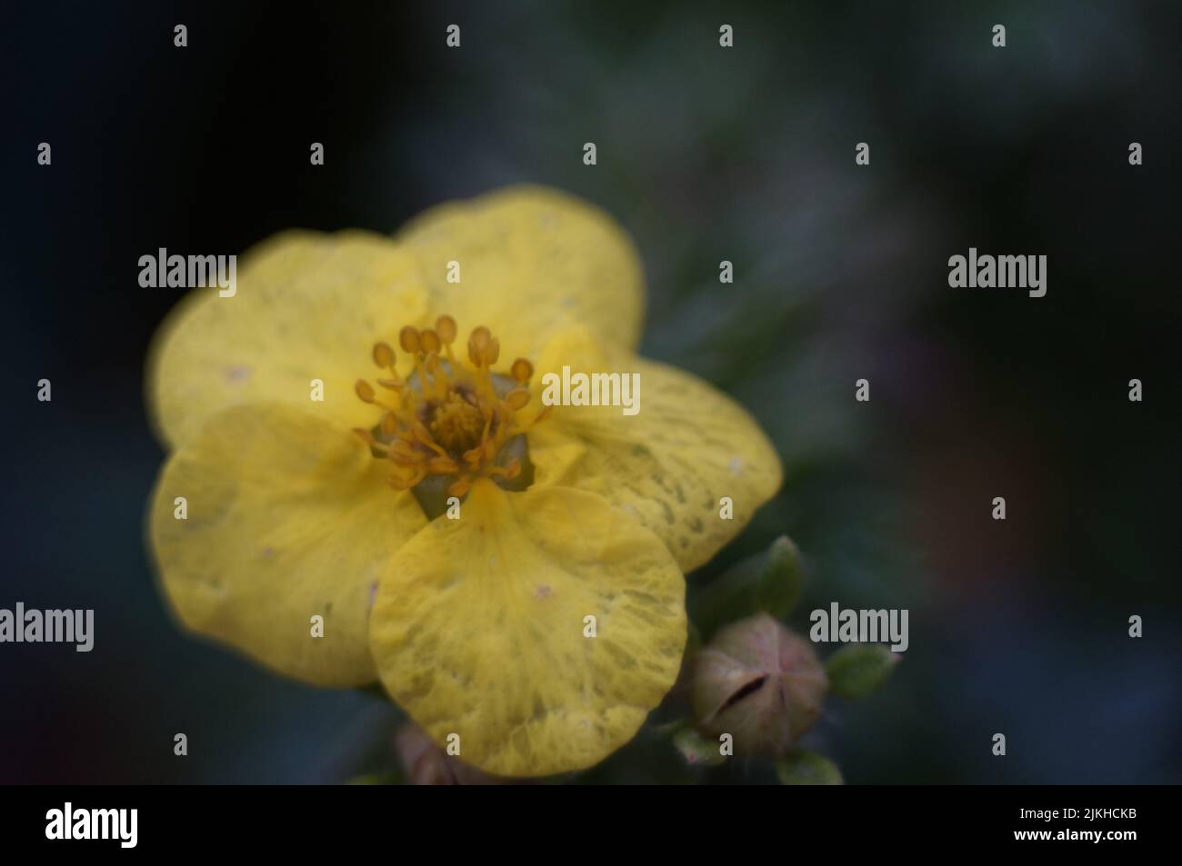 Macro ravvicinata di una pianta floreale di Potentilla frutticosa con fondo sfocato Foto Stock