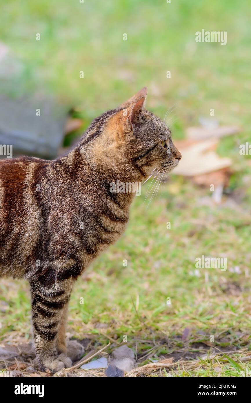 Un primo piano verticale di un gatto Shorthair europeo a strisce sull'erba Foto Stock