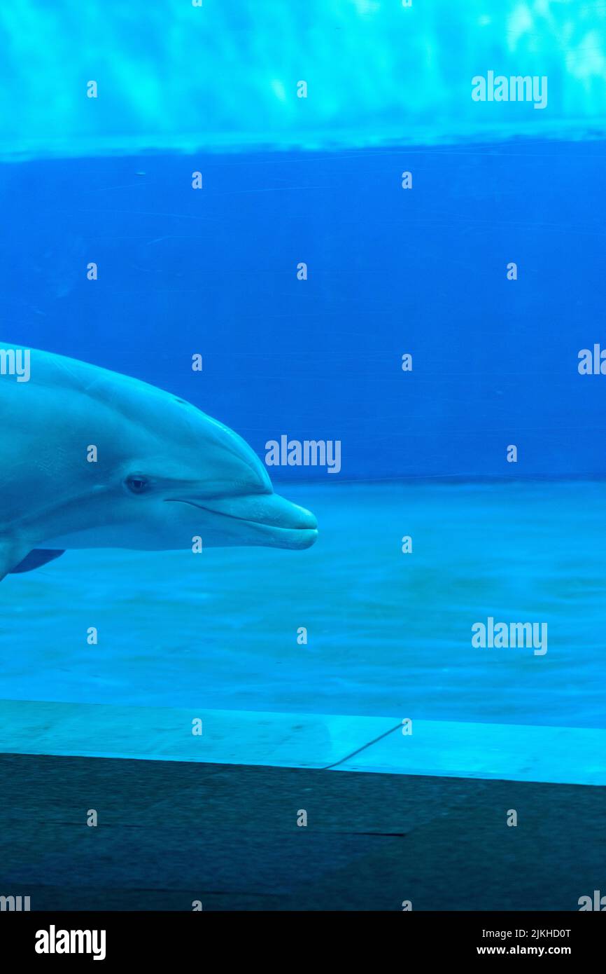 Una nuotata con i delfini nell'acquario di Genova in Italia Foto Stock