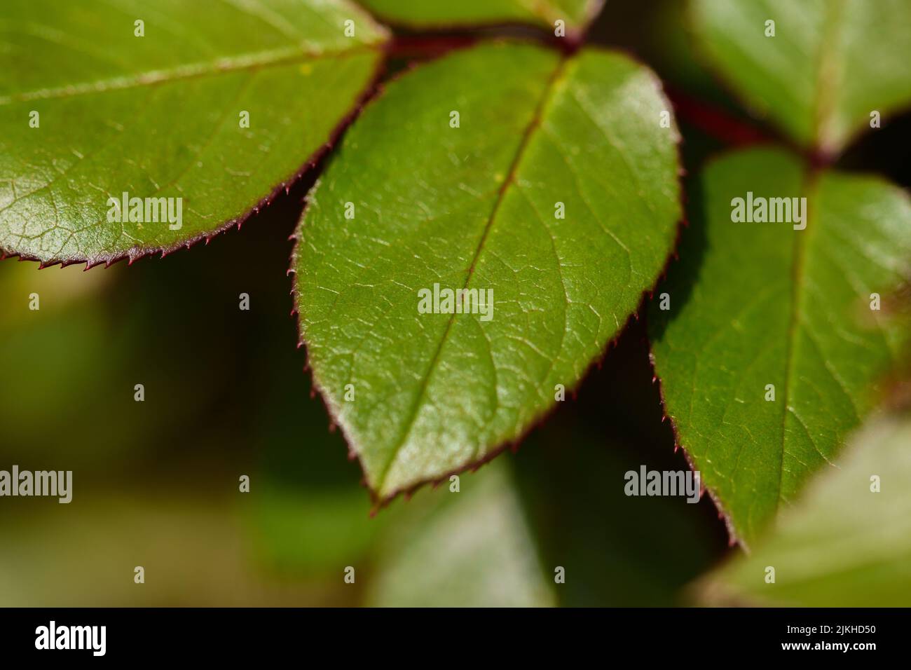 Un primo piano di foglie di rosa bagnata con uno sfondo sfocato Foto Stock