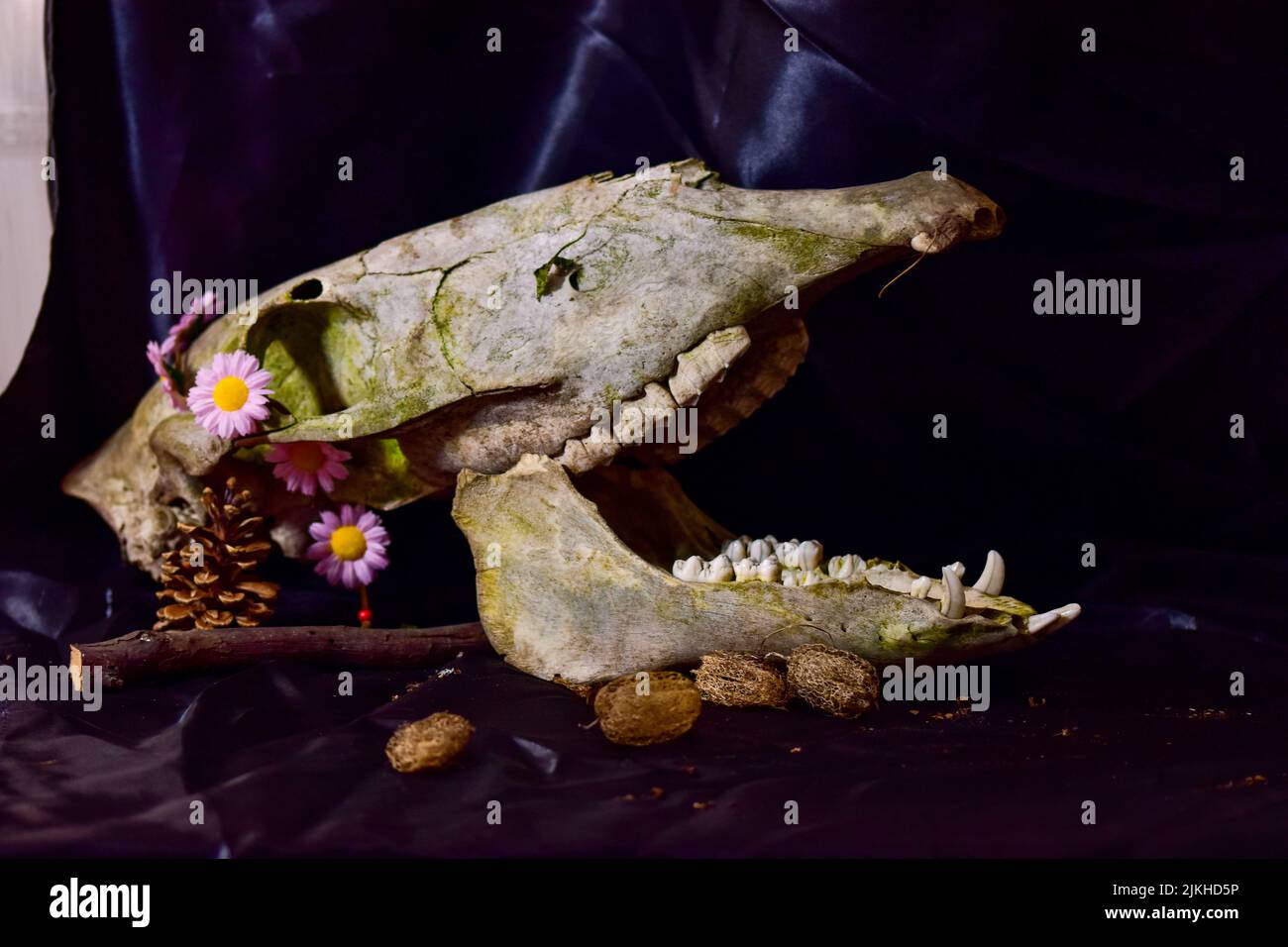 Un primo piano di un cranio di un animale con fiori sul tessuto di seta Foto Stock