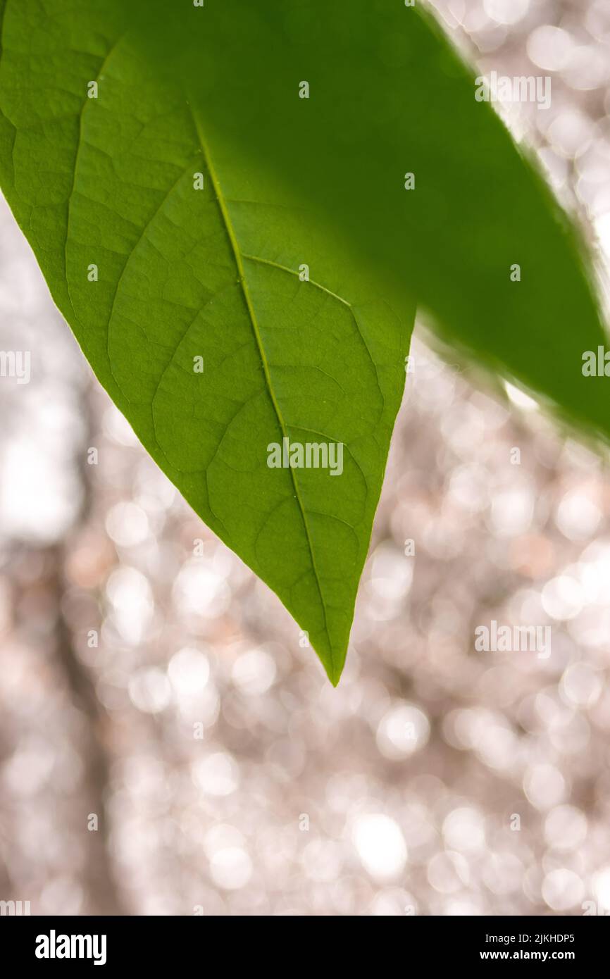 Un primo piano di foglie di avocado verde fresco su fondo bokeh Foto Stock