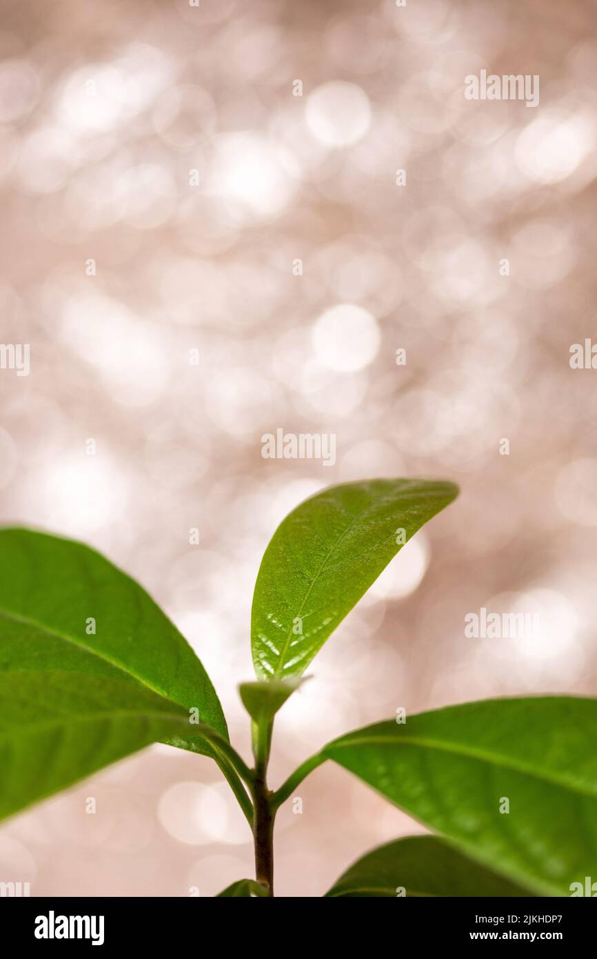 Un primo piano di foglie di avocado verde fresco su fondo bokeh Foto Stock