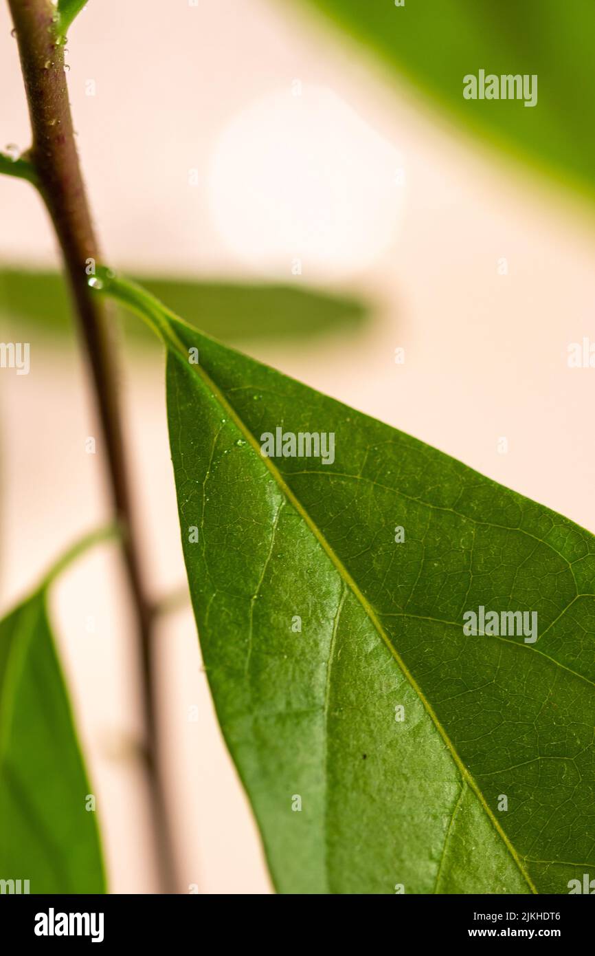 Un primo piano di foglia di avocado verde fresco su fondo bokeh Foto Stock