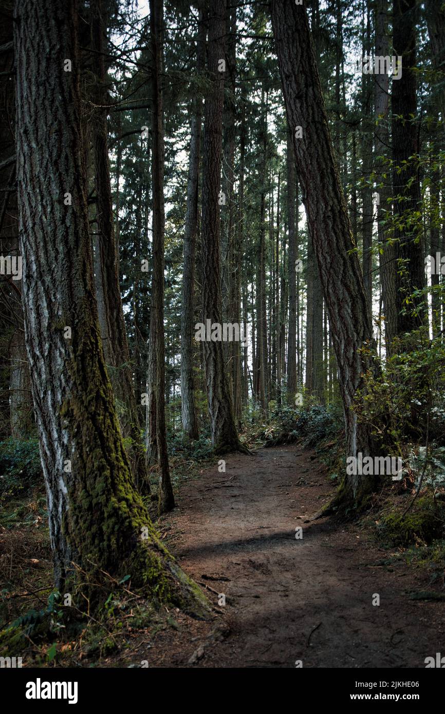 Un colpo verticale di tronchi di sequoia della costa con le foglie nella foresta Foto Stock