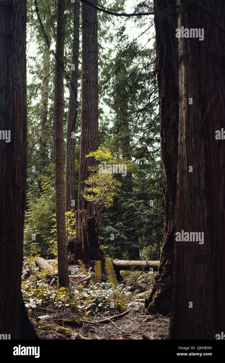 Un colpo verticale di tronchi di sequoia della costa con le foglie nella foresta Foto Stock