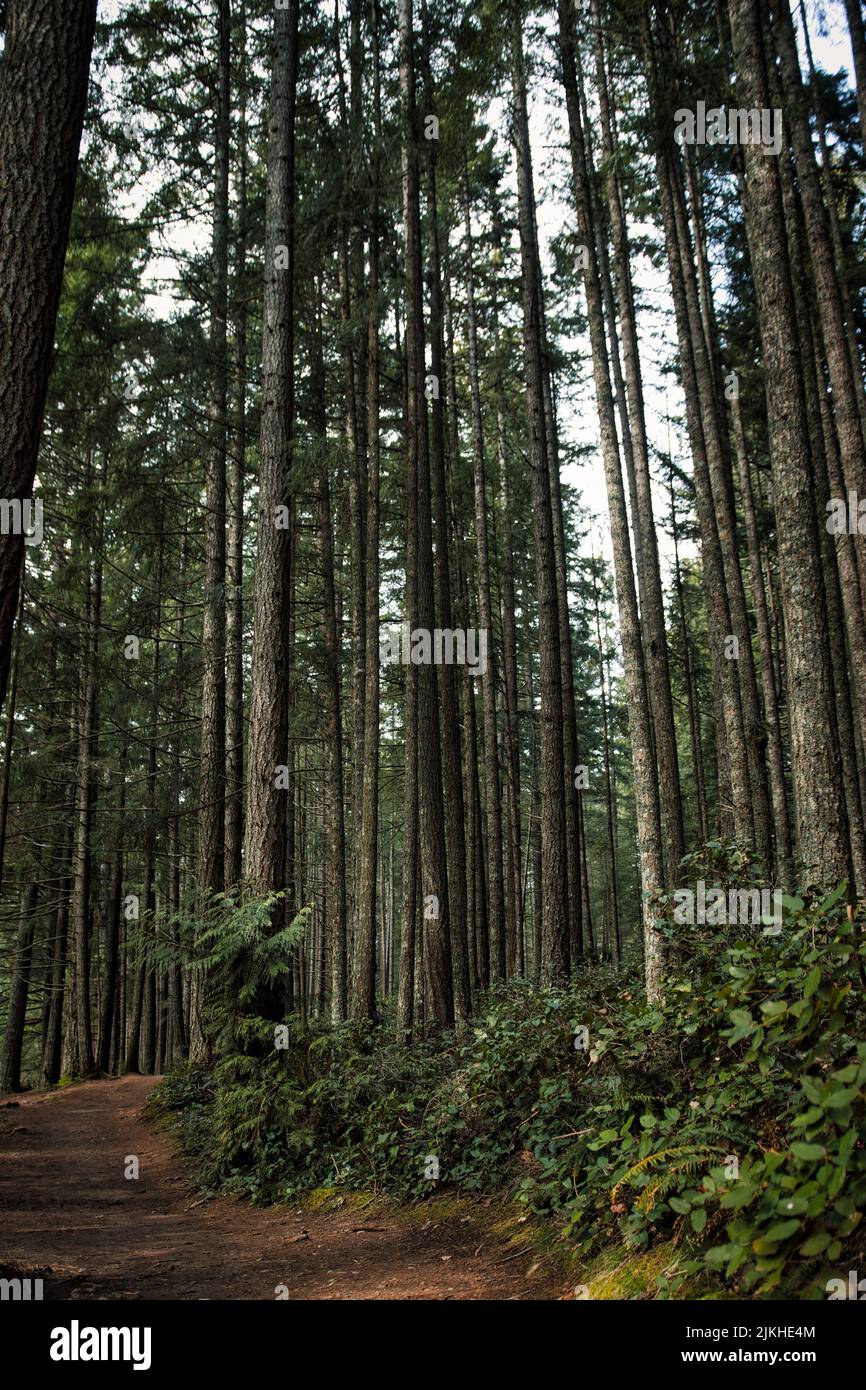 Un colpo verticale di un percorso tra tronchi di sequoia alta costa con foglie nella foresta Foto Stock