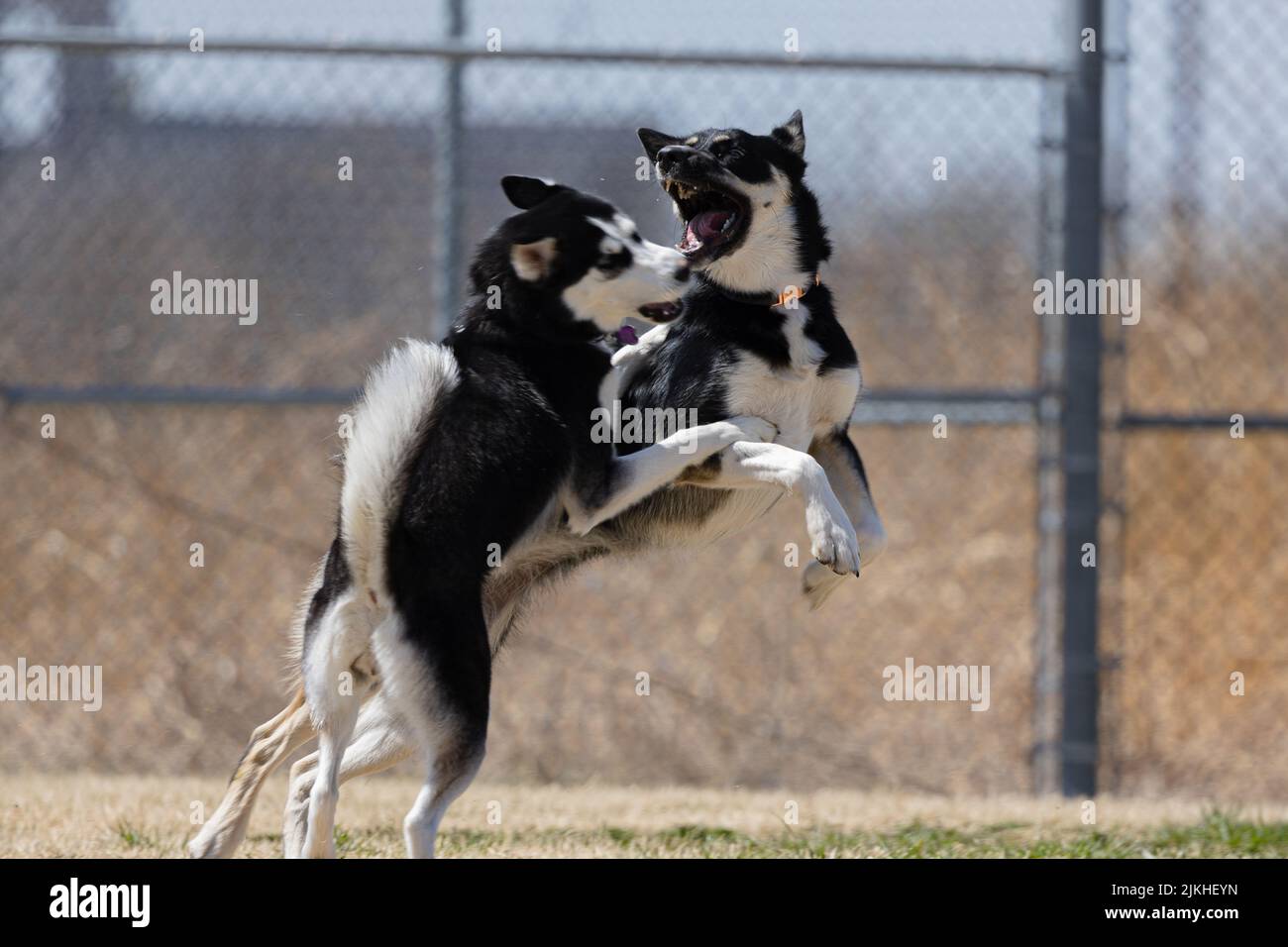 Un pastore lappone e un Husky siberiano suonano insieme in un parco Foto Stock