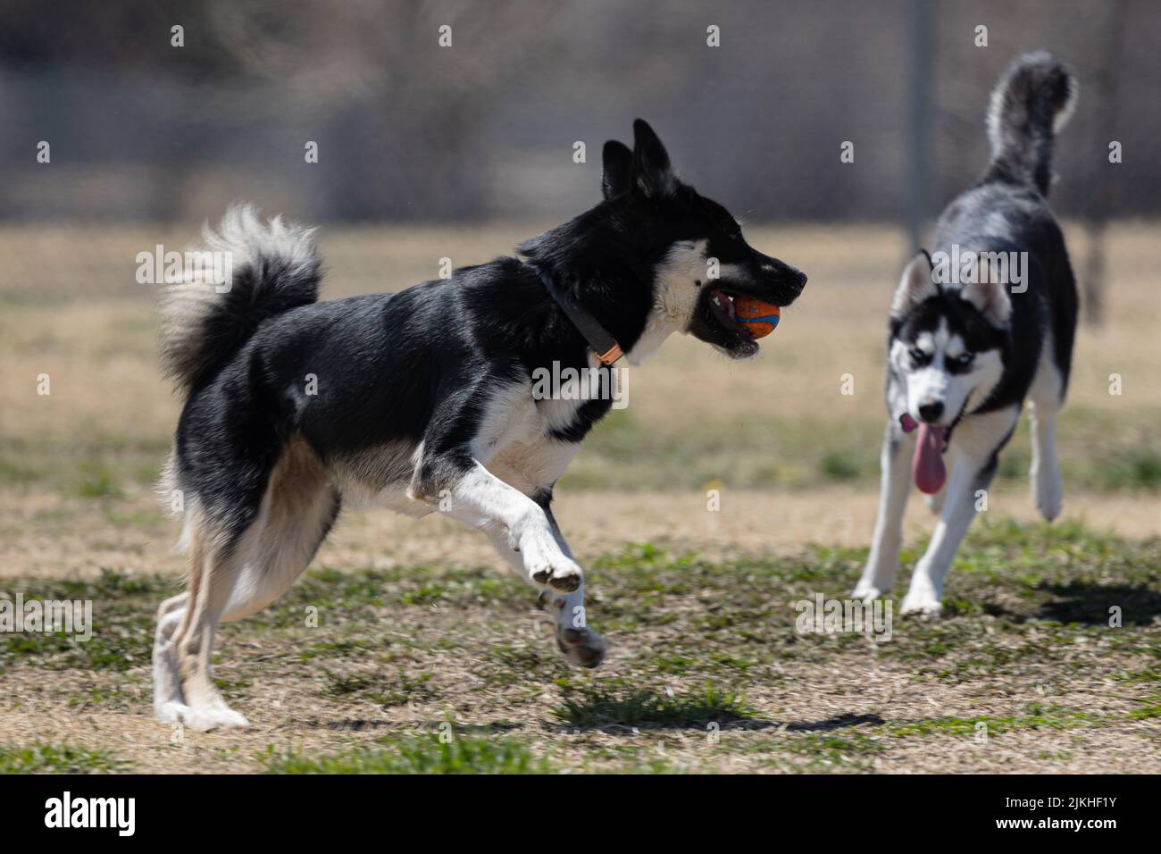 Un pastore lappone e un Husky siberiano giocano con la palla in un parco Foto Stock