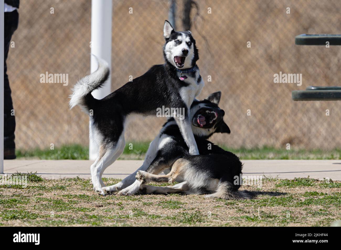 Un pastore lappone e un Husky siberiano suonano insieme in un parco Foto Stock