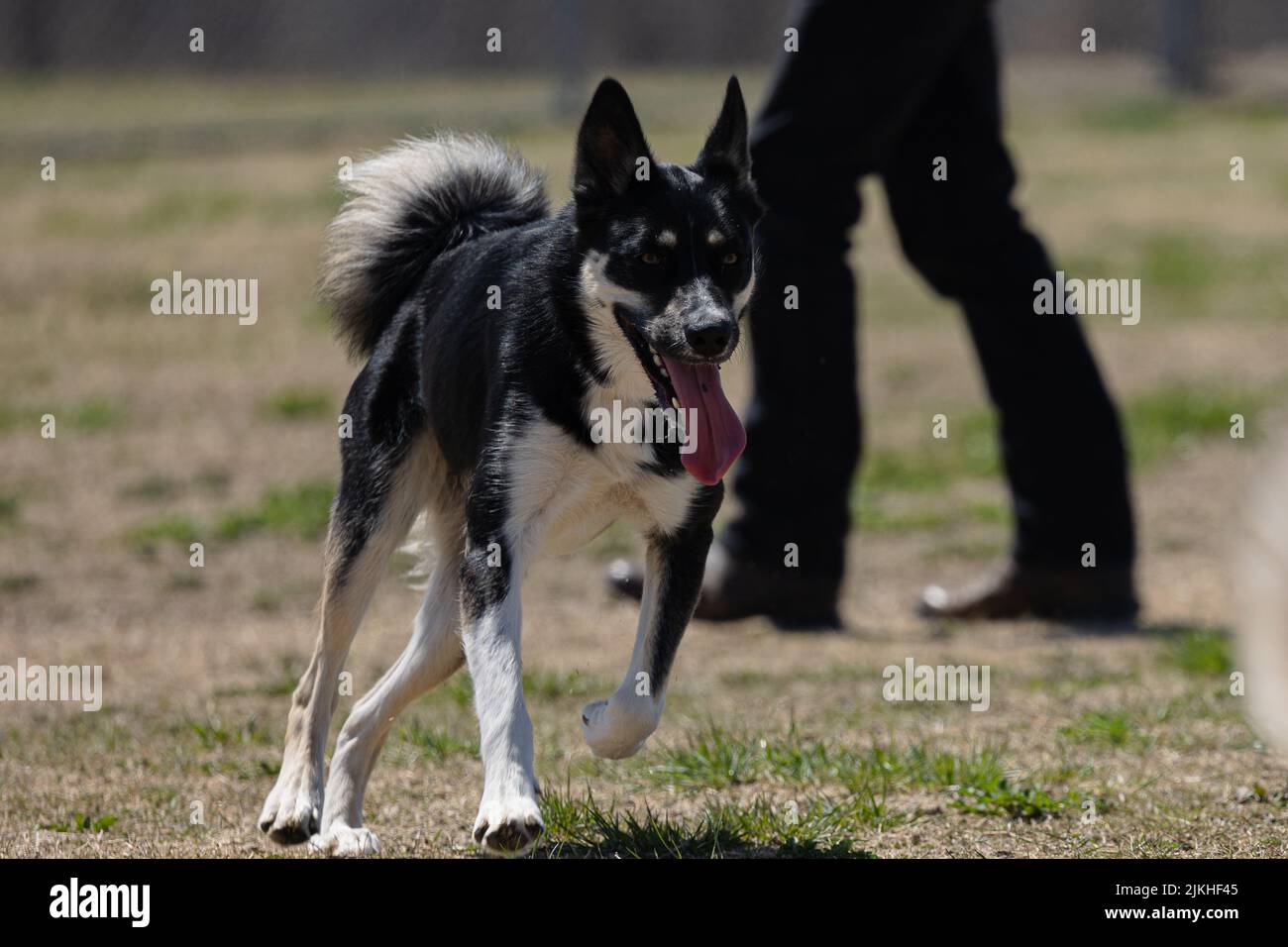 Un cane da pastore lapponiano che cammina in una giornata di sole in un parco Foto Stock
